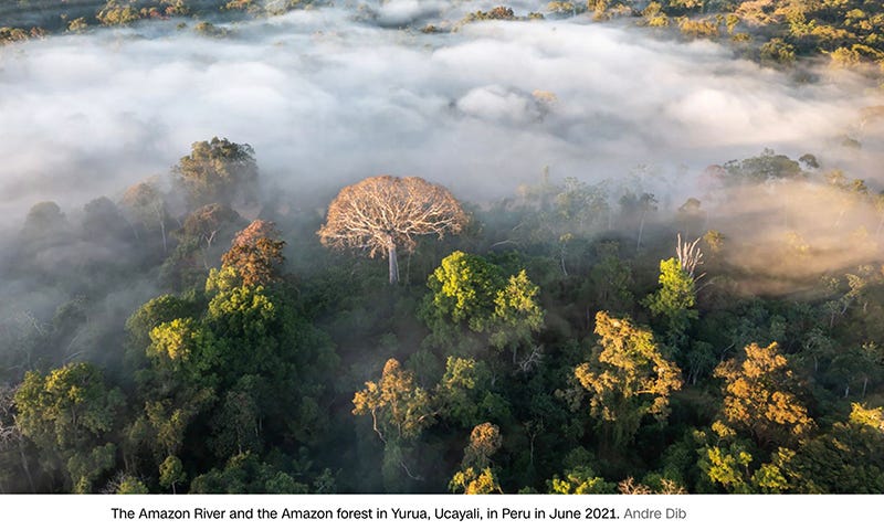 Overhead photo of the rainforest