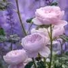 rose by another name