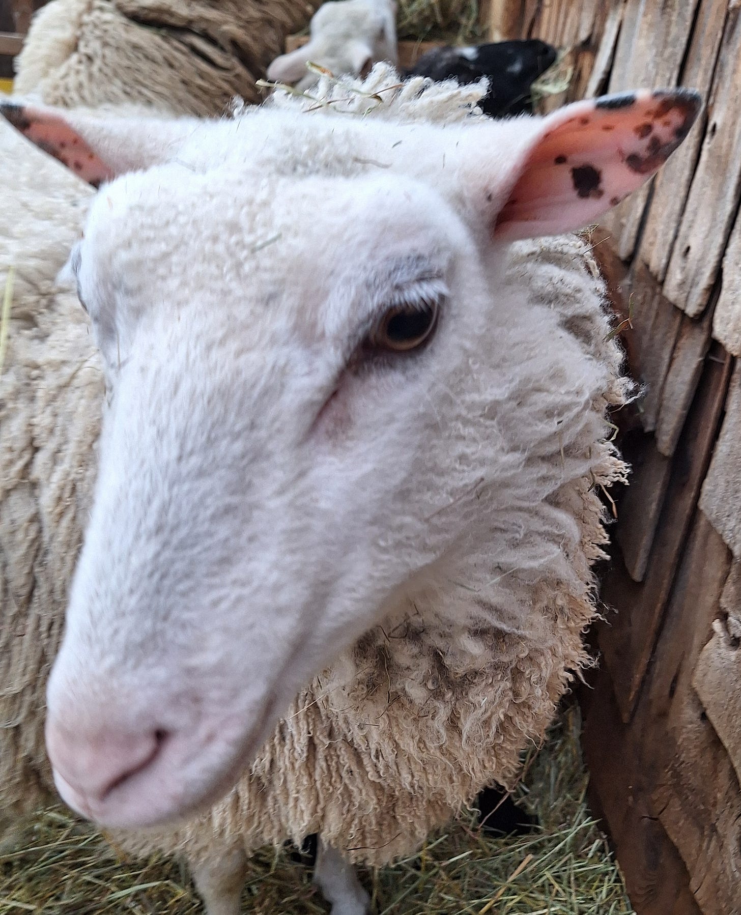 a sheep's pedicure