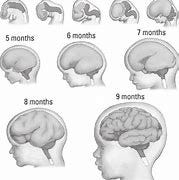 Image result for human fetus brain fetal brain development