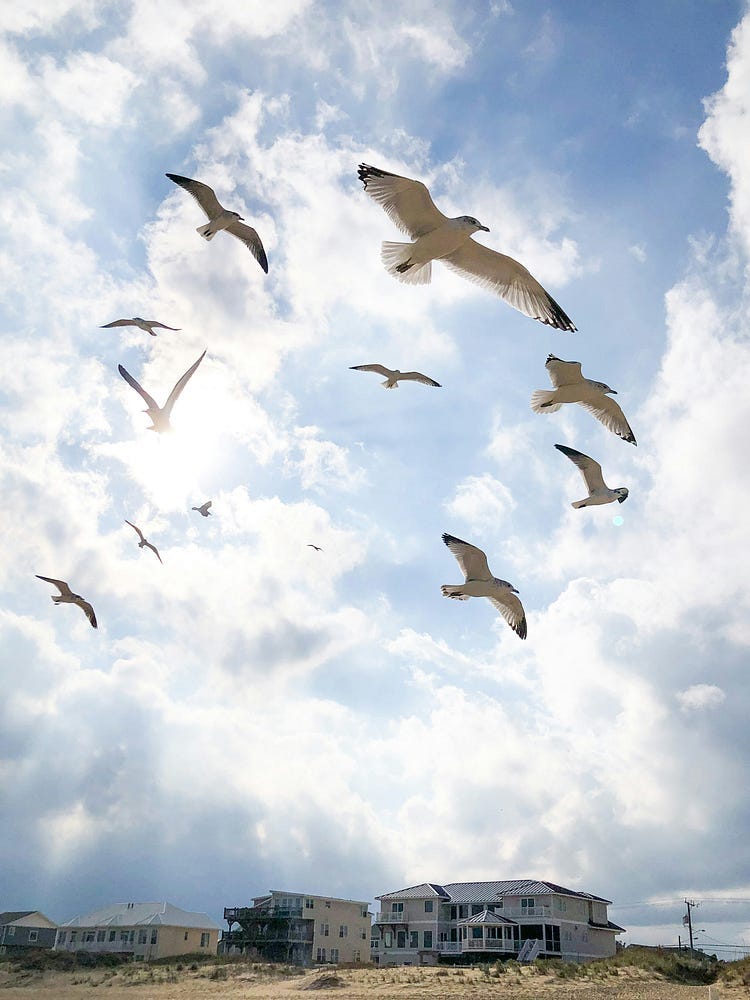 Flying seagulls in the blue sky