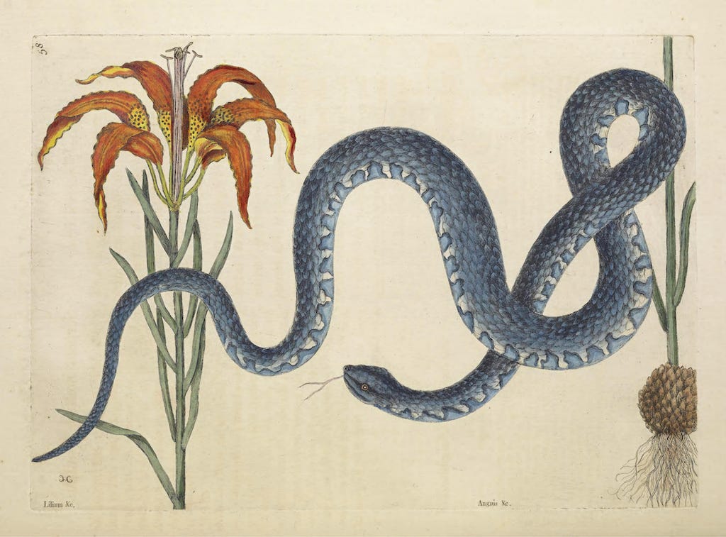 A botanical illustration of a tiger lily, another bulb and a blue scaled snake winding in the foreground, as if floating 