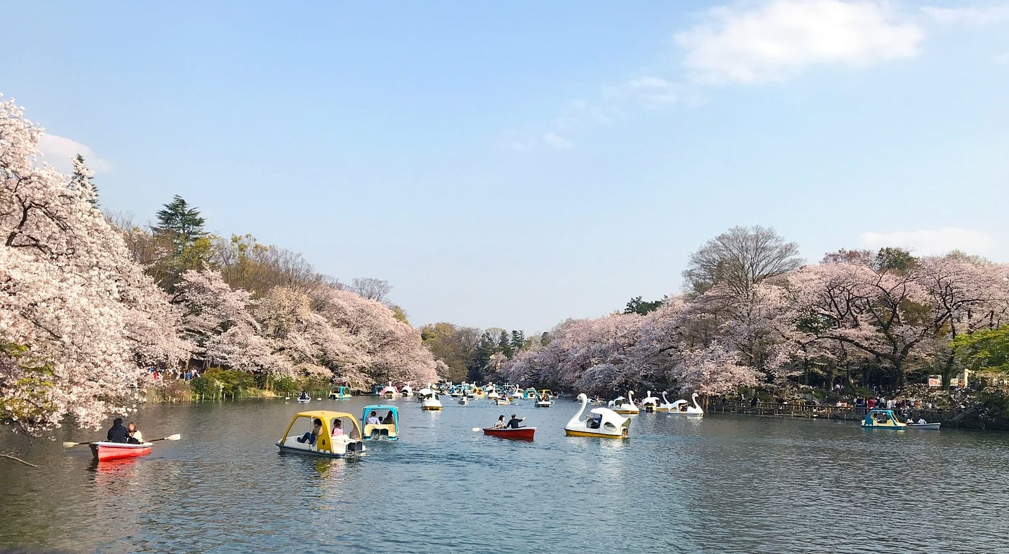 Inokashira Park Cherry Blossom