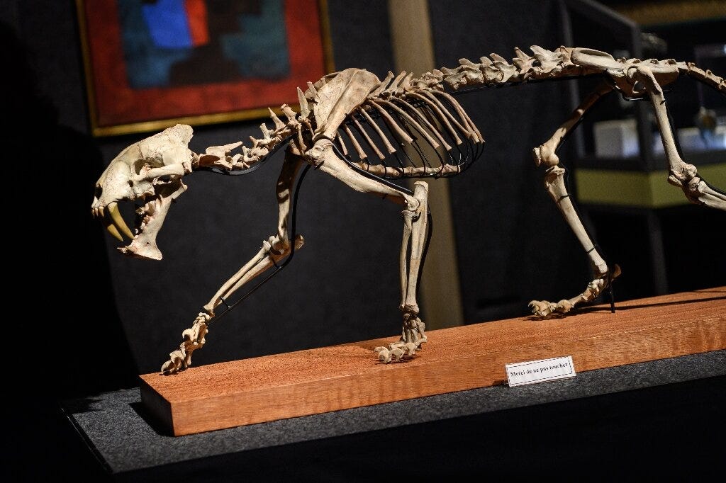 Sabre-toothed tiger' skeleton up for auction