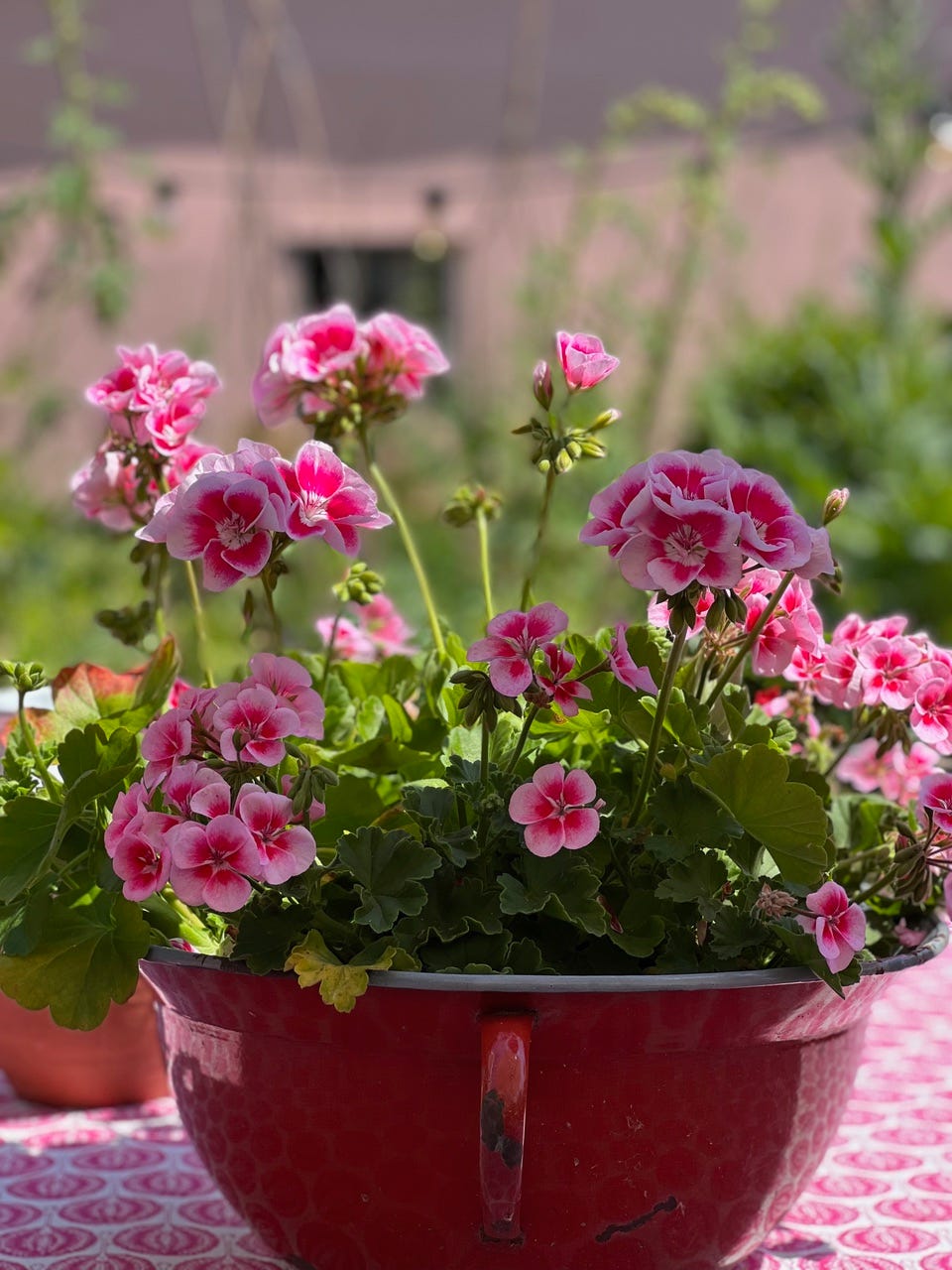 pink pelargoniums in a red container on a table