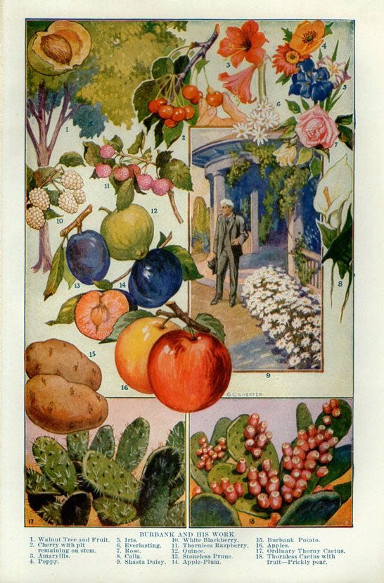 luther burbank plants