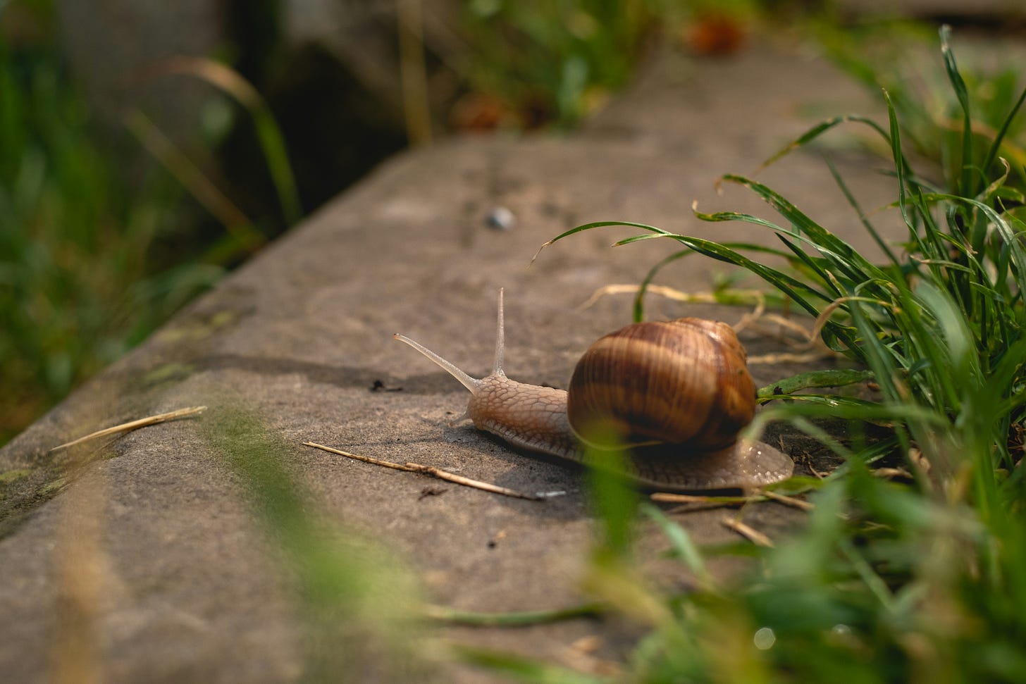 a garden snail