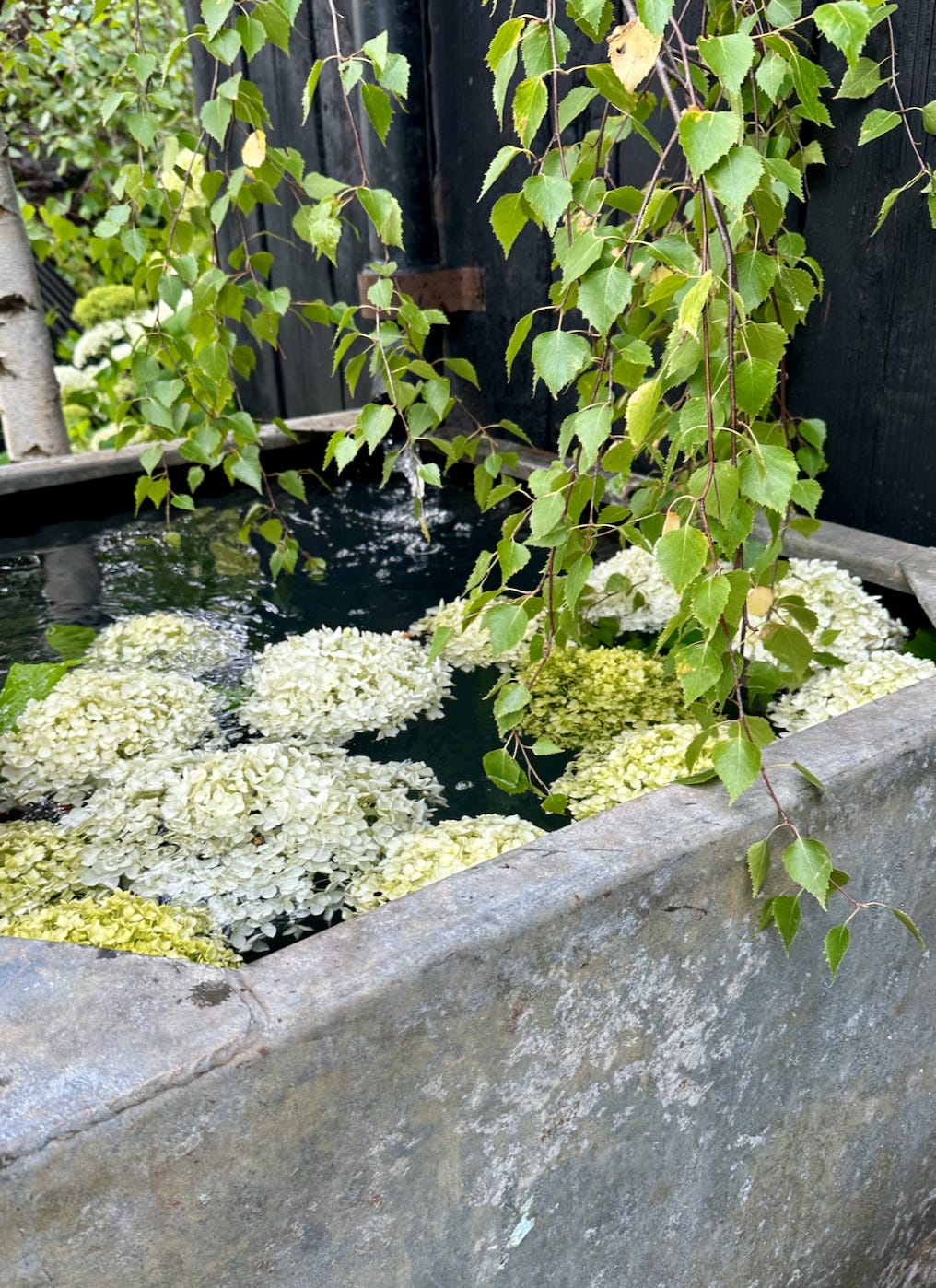 white flowers floating on water in a steel tank