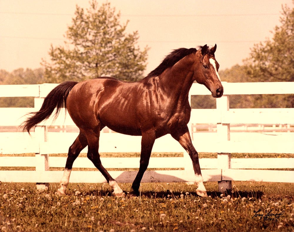 KÃ©ptalÃ¡lat a kÃ¶vetkezÅre: ânorthern dancer horseâ