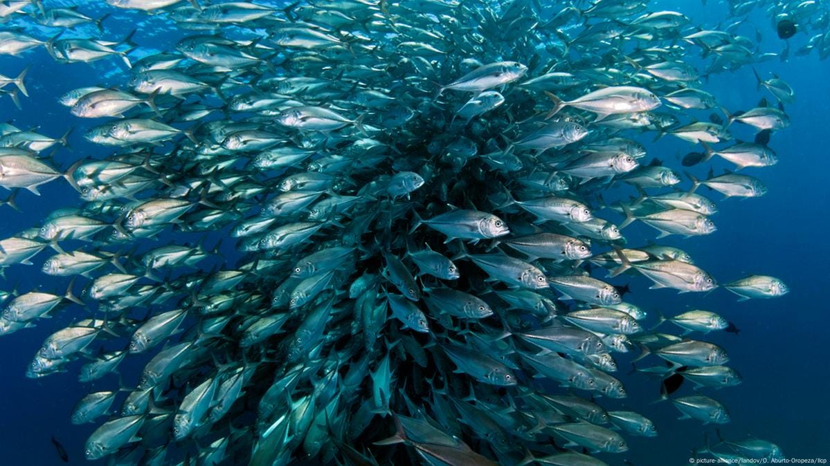How to count all the fish in the sea – DW – 11/16/2016