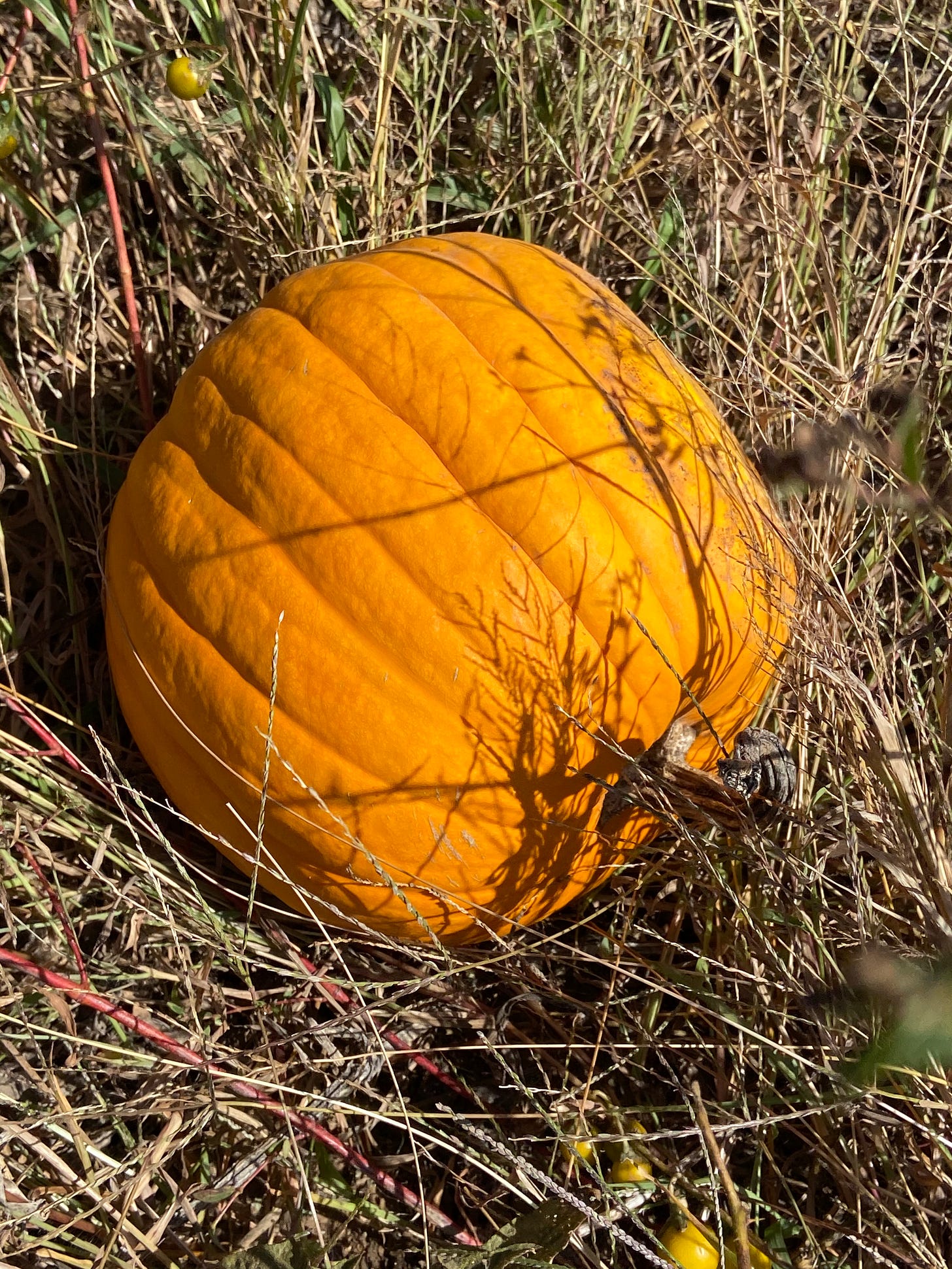 Country Chronicles by Melanie Jarboe Melanie’s Substack