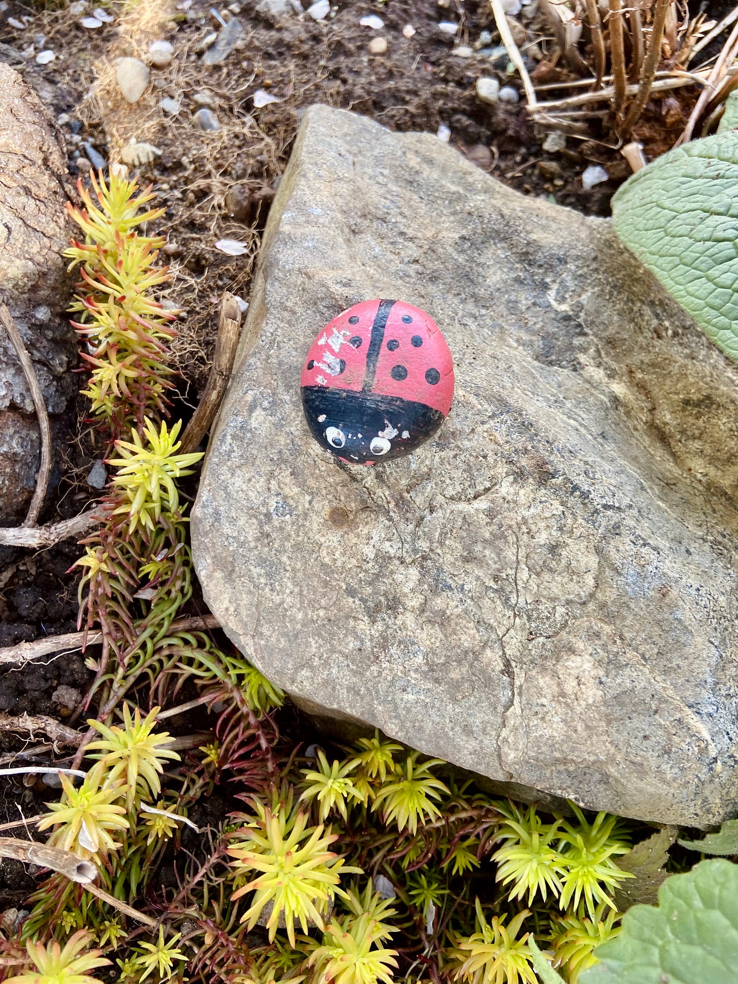 a stone painted like a ladybug, sitting on a big rock