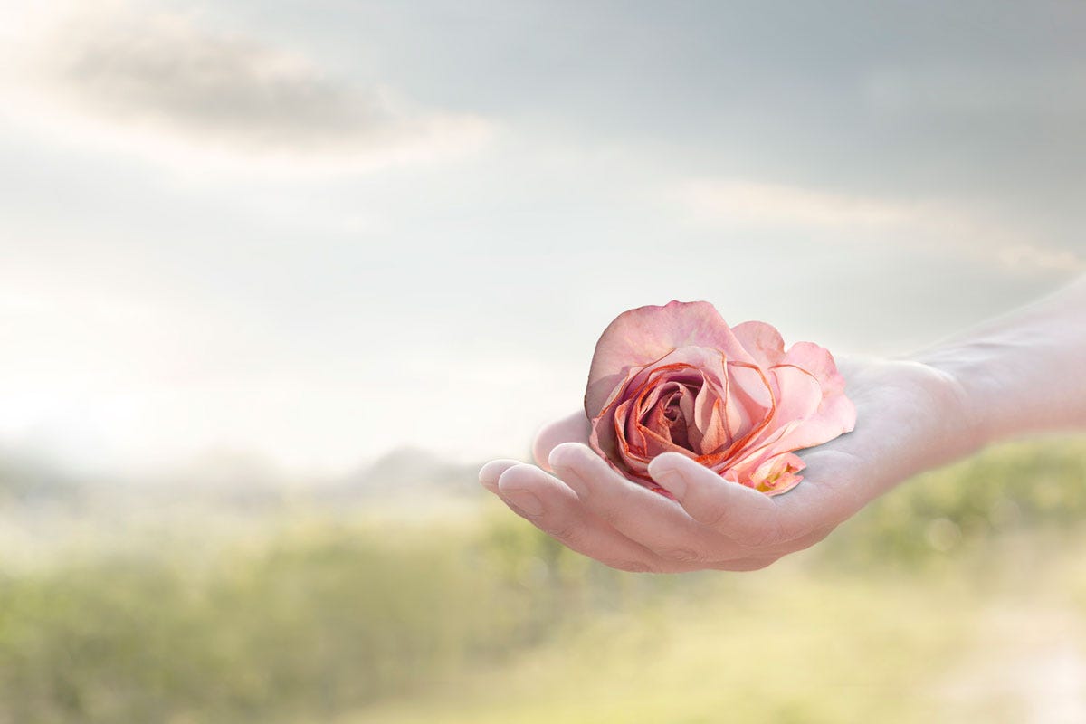 Closeup on Hand Holding Pink Rose in Field