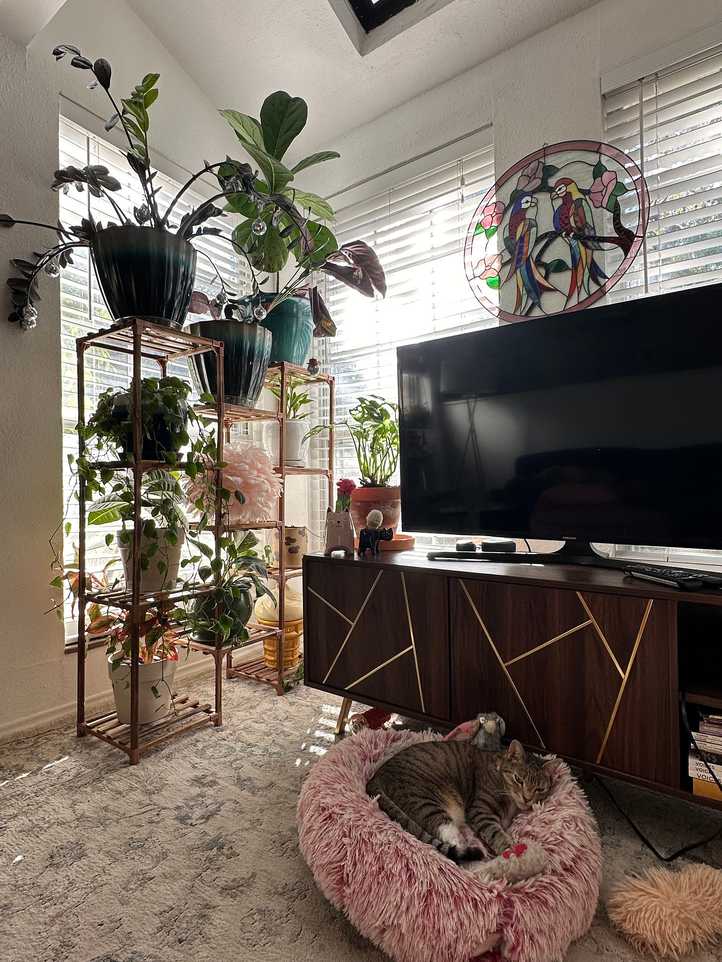 A tabby cat sleeps in a pink bed. To the left is a wooden stake shelf holding nine or so potted plants in a living room space.