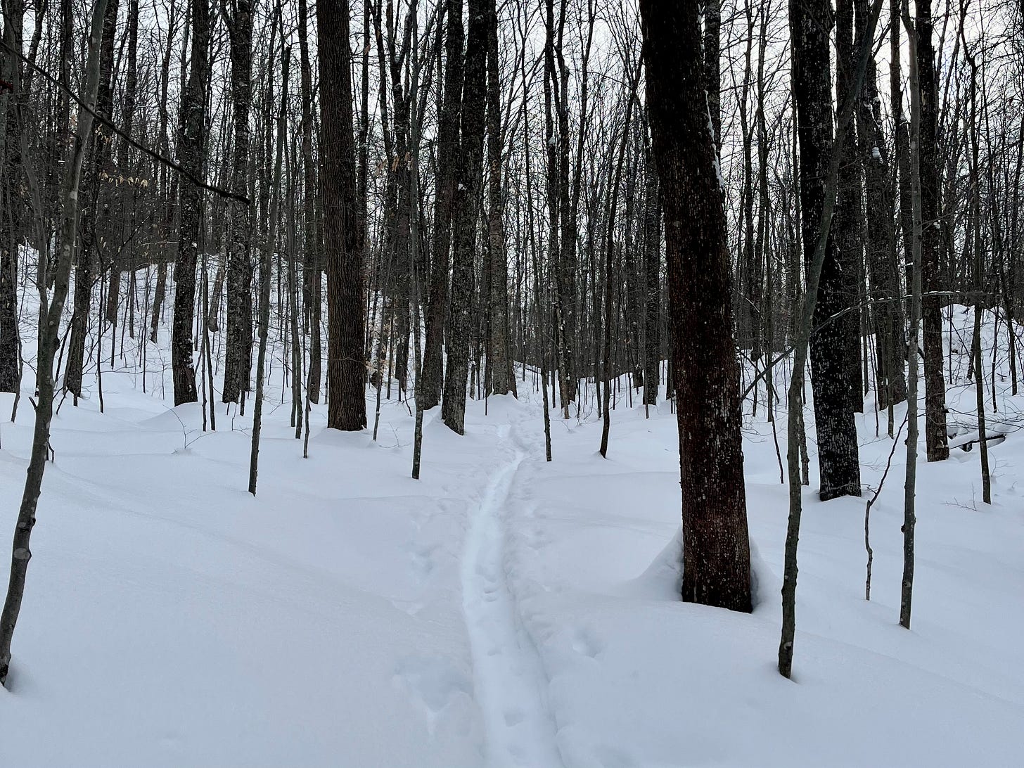 a ski trail through the forest