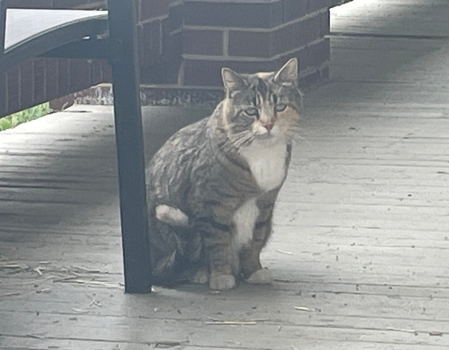 A picture of the new feral cat.