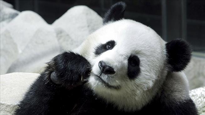 Chinese Panda Loaned to Thailand Dies Suddenly