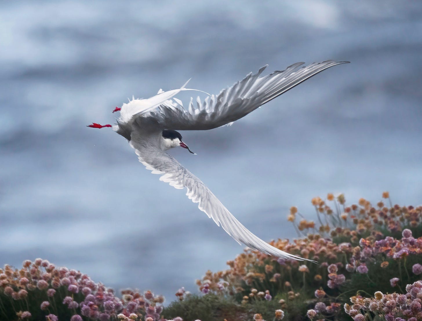 An image of an arctic tern flying over tufts of pinks in flower