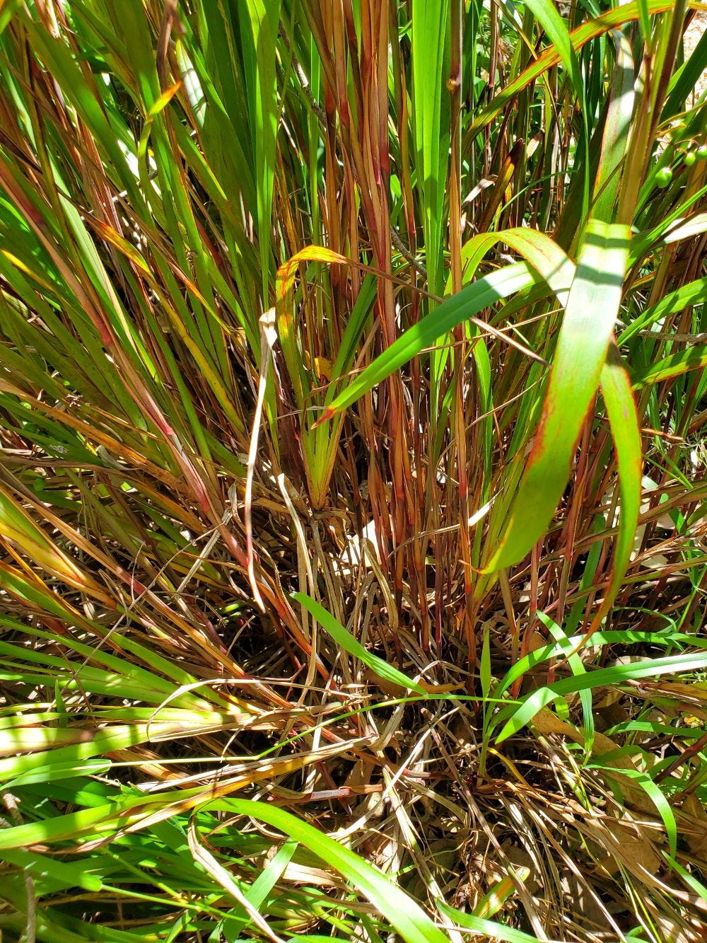 Dianella longifolia [stem] 20221114_113611 sml.jpg