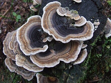 Dark Turkey Tail Mushrooms growing in a forest