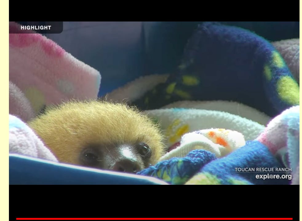 A screenshot image from a tv show showing a fuzzy yellowish sloth head poking out from between some colourful fleecy blankets. A watermark of Toucan Rescue Ranch and explore.org are in white text in the bottom right corner.
