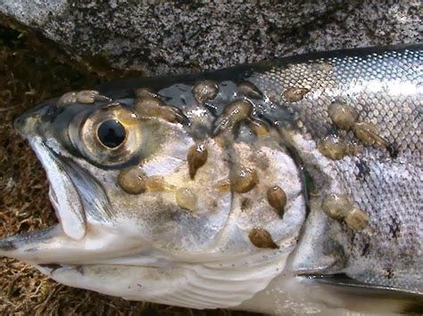Fish Politics: Information on sea lice drug would have cost $35K - SLICE - fisherynation.com