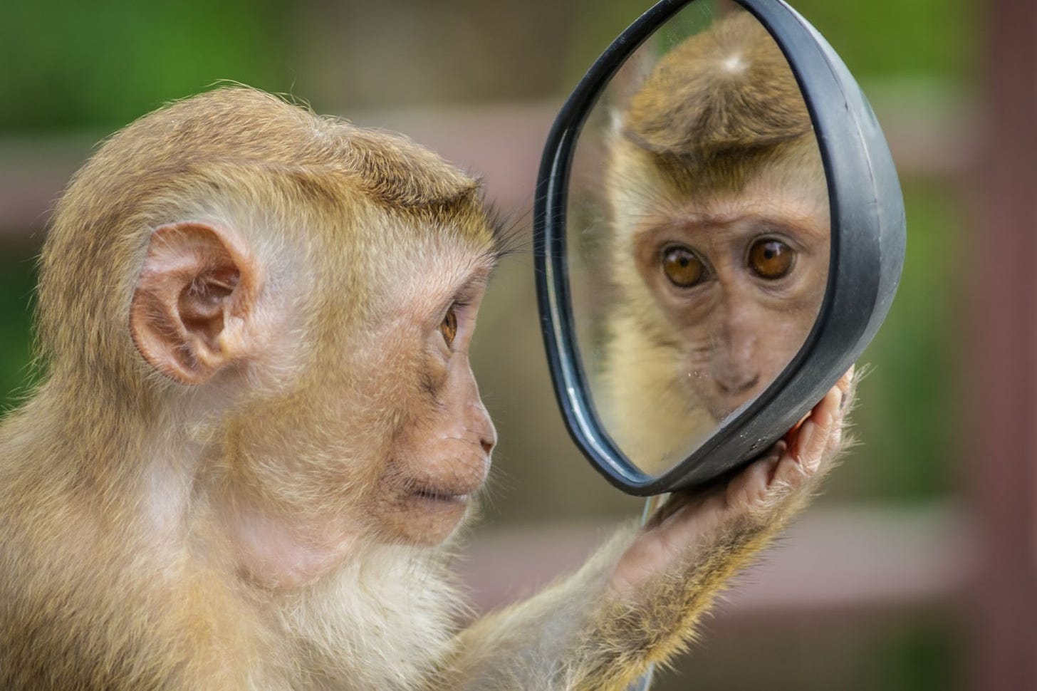 A monkey looks at their face in a mirror