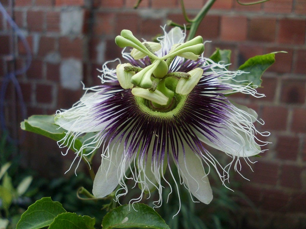 Flor de Maracujá - Maracock flower | Passiflora edulis - f. … | Flickr