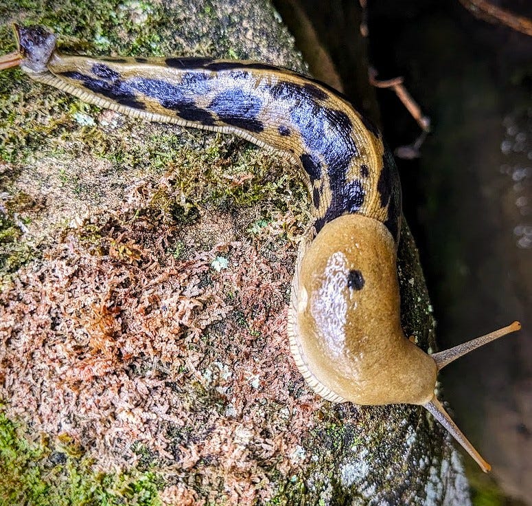 A six-inch golden-brown slug with black spots on a rock covered in green and brown lichen. 