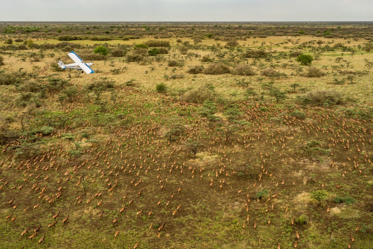 fotografía aérea de una gran migración de más de seis millones de antílopes en Sudán del Sur