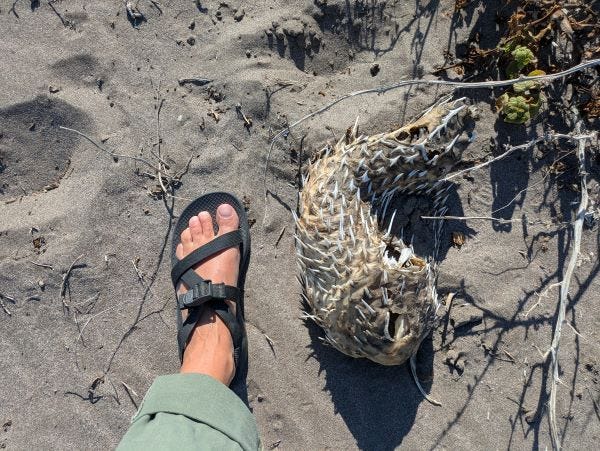 my sandaled foot for scale next to a large long-spine porcupine fish on a sand dune