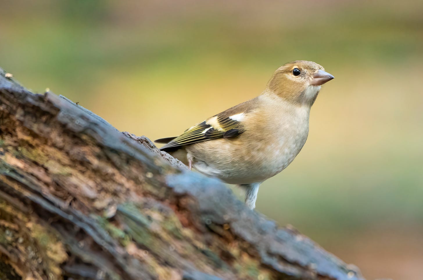Photo of a female chaffinch on a log