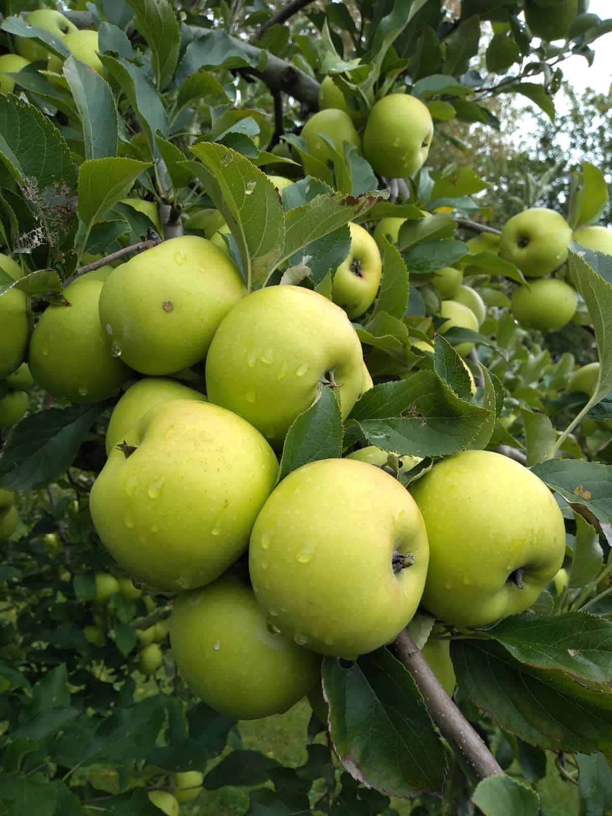 Yellow apples in a tree with water droplets on them.