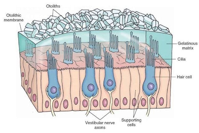 the structure of an animal's skin with all its layers labeled in blue ...