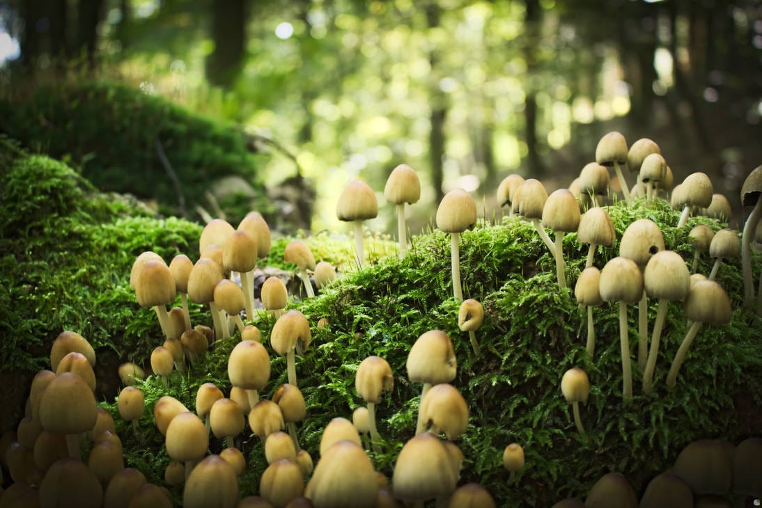 mushroom field by Chschdawu on DeviantArt