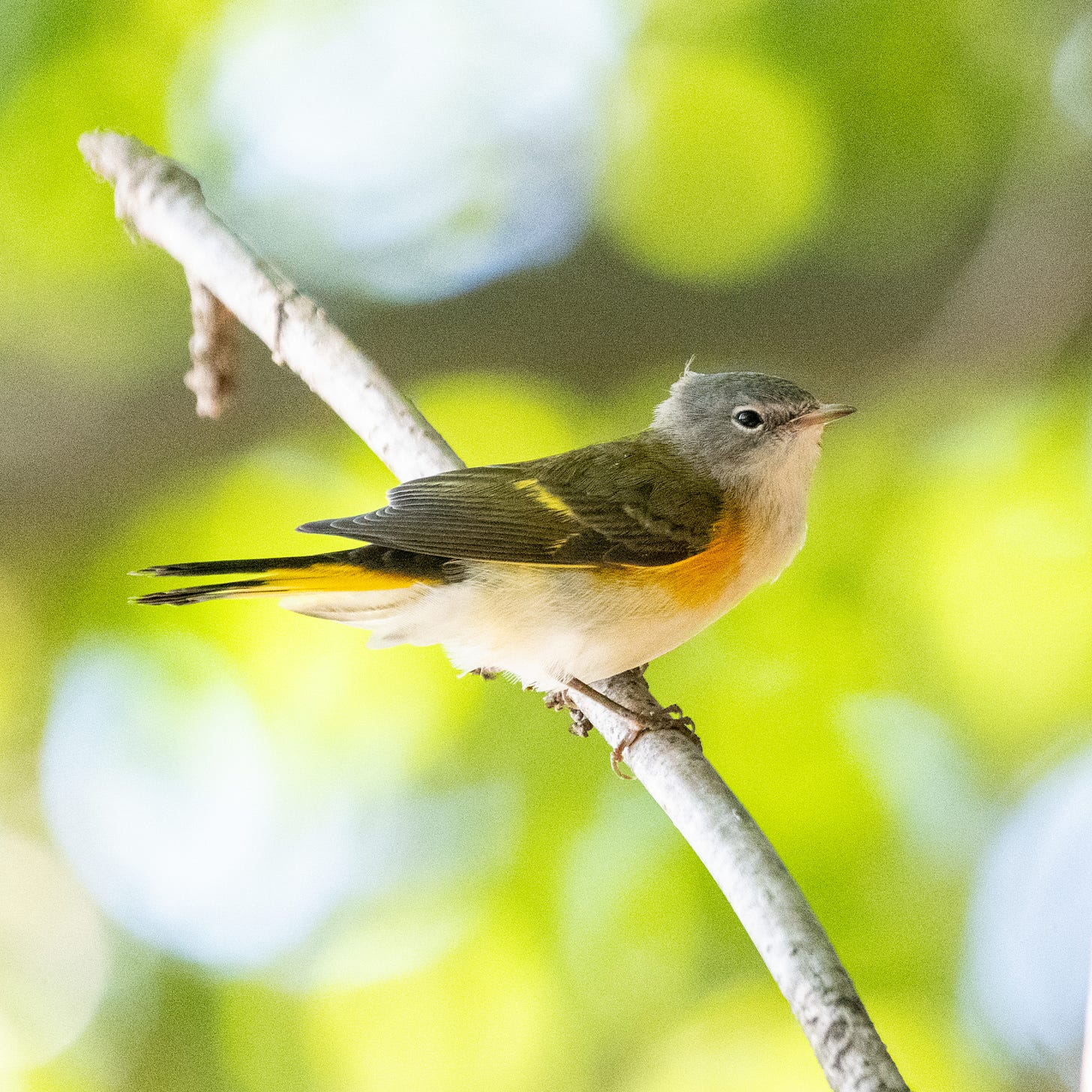 An American redstart in profile