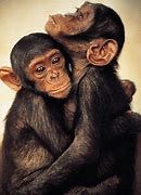 Image result for chimpanzee hug embrace