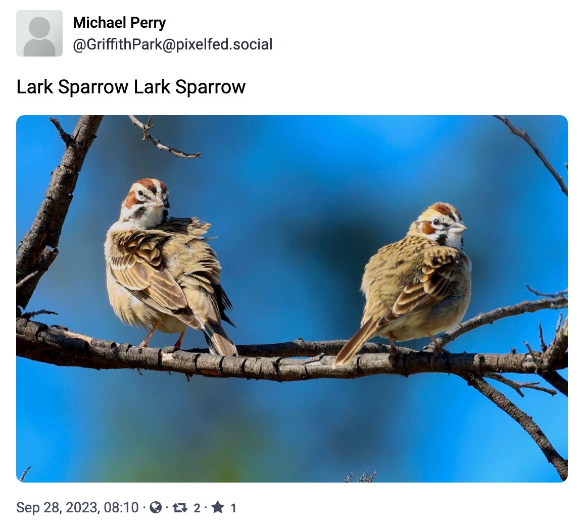 Lark Sparrow Lark Sparrow
