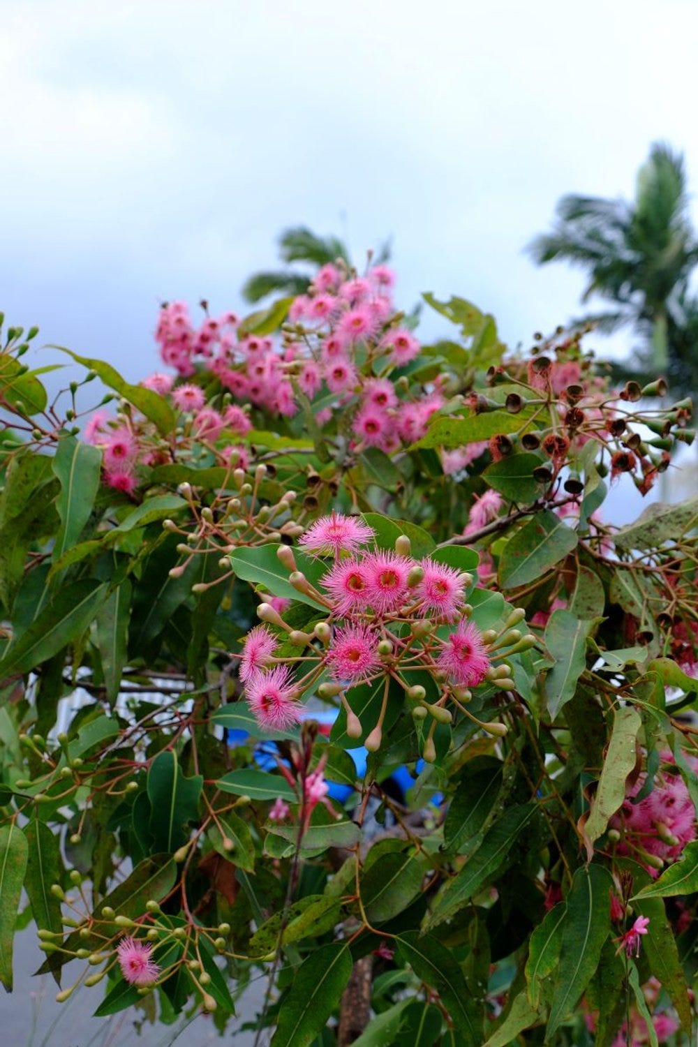 Corymbia ficifolia, "summer beauty" in flower