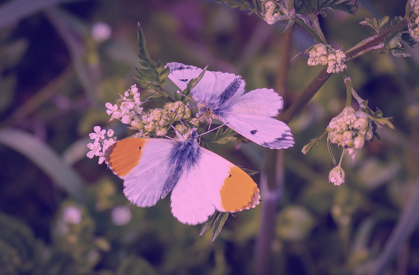 two Orange-tip butterflies on a flower before blurred leaves. a pink tint is over the image