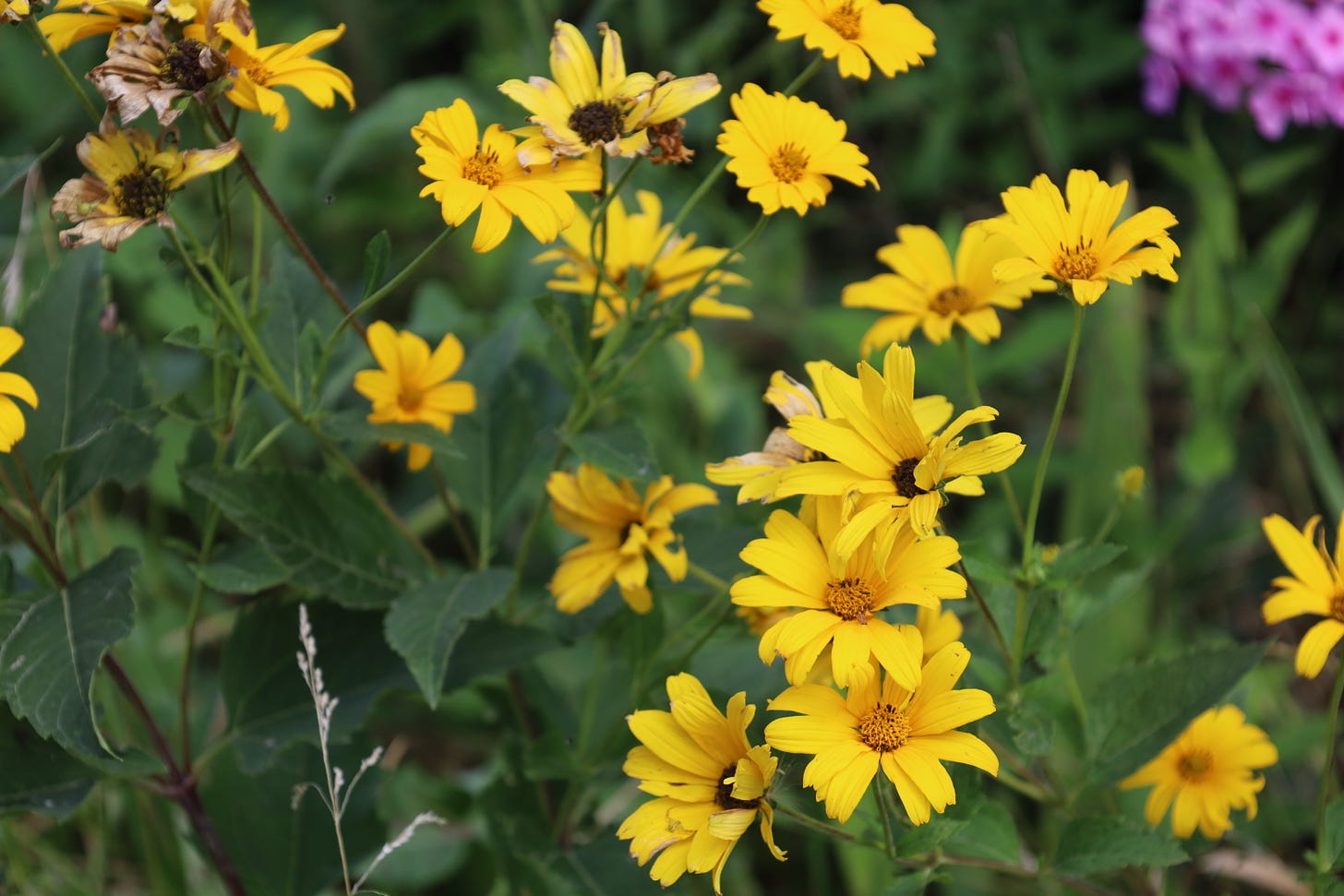 Heliopsis at the farm