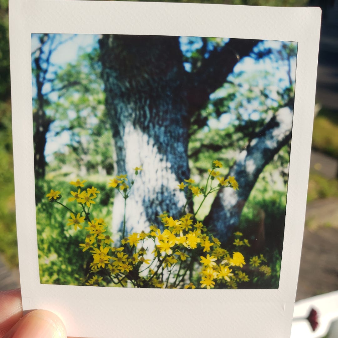 A close-up shot of tiny yellow flowers, with a large oak tree out-of-focus in the background