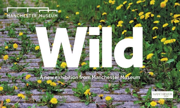 Manchester Museum announces Wild, a new exhibition coming in late 2023 |  StaffNet | The University of Manchester