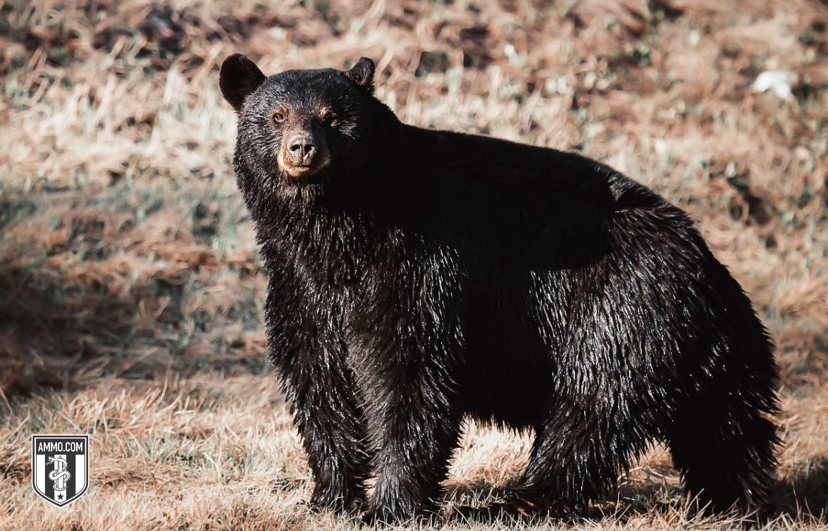 Image of a Bear