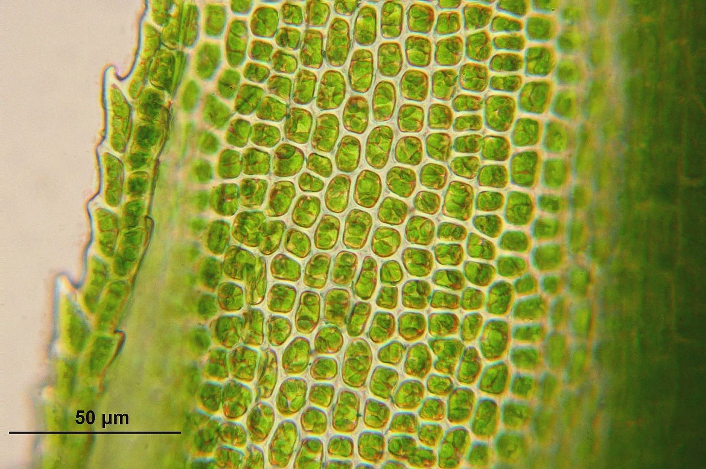 Modeling a Plant Cell – Perkins School for the Blind