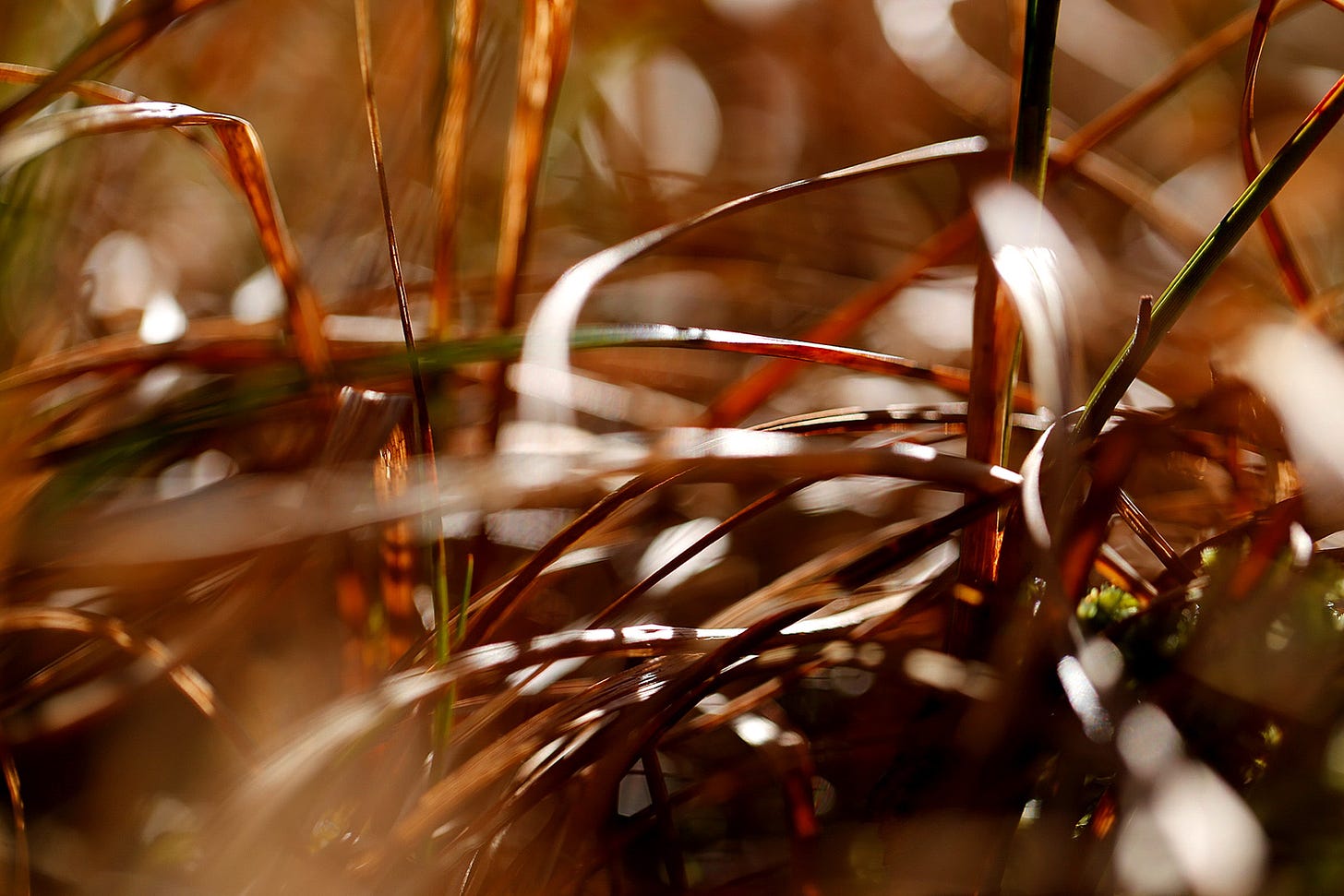 Close up macro image of the russet leaf blades of Common Cottongrass (Eriophorum angustifolium) 