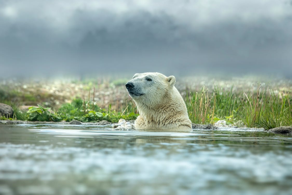 Free Close-Up Shot of a Polar Bear Swimming in Body of Water Stock Photo
