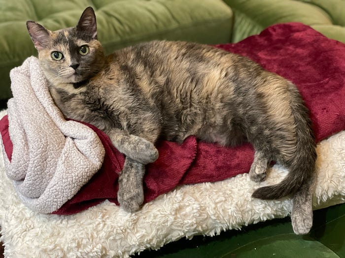 Josie on blankets