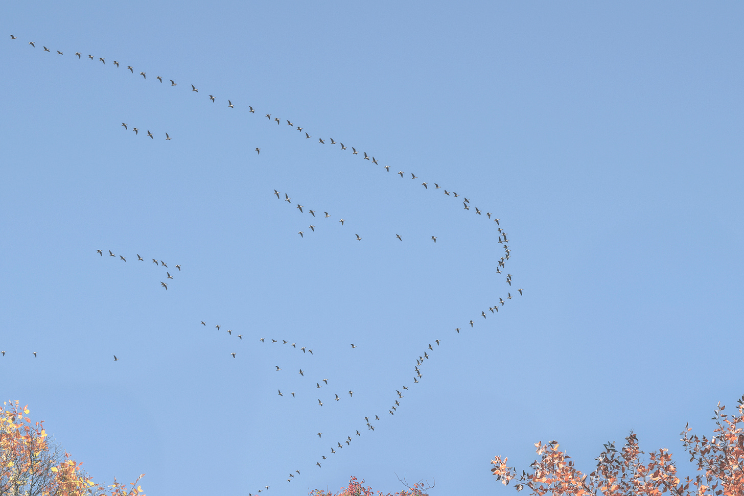 A large skein of pink-footed geese flying overhead in a clear blue sky.