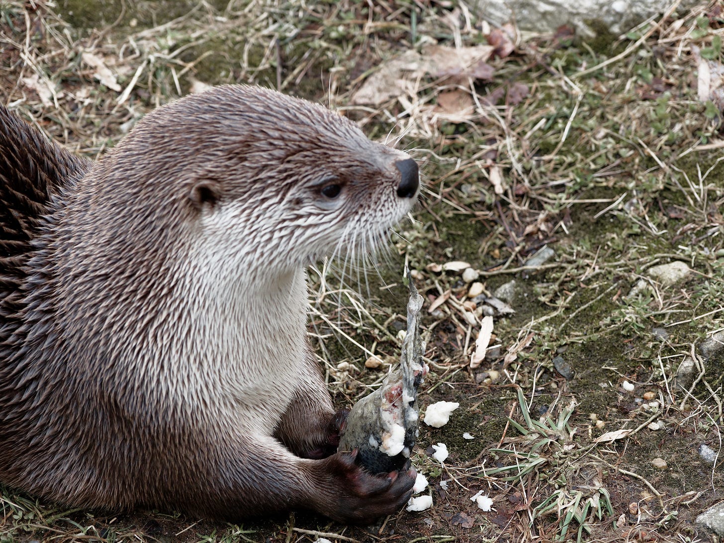 Otter